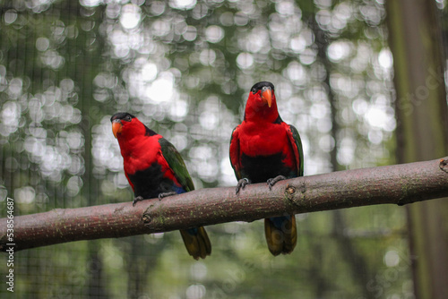 Lorius domicella Purple-Naped Lory close up two red parrots portrait photo