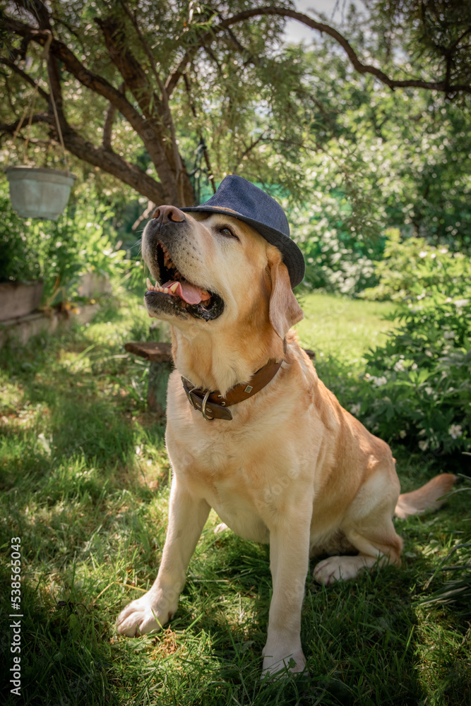 beautiful adorable fawn dog labrador in hat outdoors