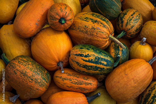 orange Pumpkin harvest .wheelbarrow Fall grass outdoor farmer market. Field garden patch. Copy space vintage thanksgiving background Autumn concept helloween squashes. top view