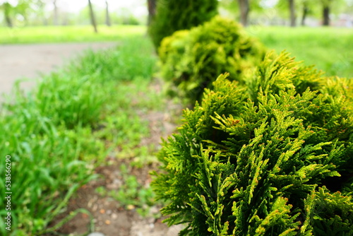 Sheared thuja on the lawn. Shaping the crown of thuja. Garden and park. Floriculture and horticulture. Landscaping of urban and rural areas. Yellow-green leaves and needles of coniferous plant