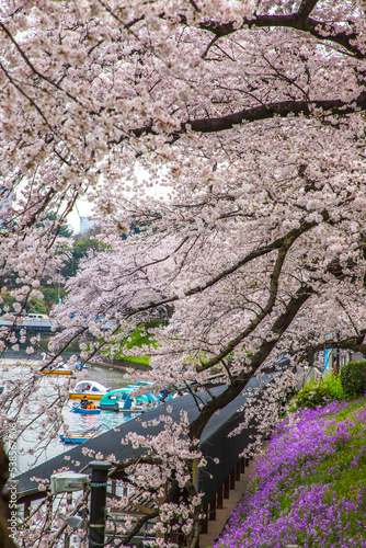 Wallpaper Mural 東京都　千鳥ヶ淵・桜風景
 Torontodigital.ca