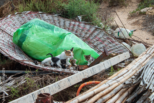 cat taking care of kittens