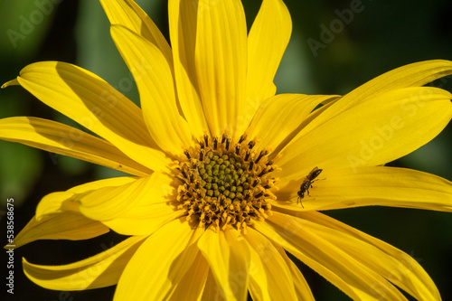 Heliantus x laetiflorus - Cheerful sunflower - Perennial sunflower - H  liante vivace - Tournesol vivace