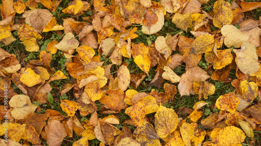 Autumn Autumn