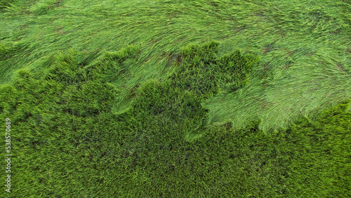 Aerial. Green ricefield texture background. Top view from drone.2 parts, perennial rice and broken rice fall to the ground. focus selection.