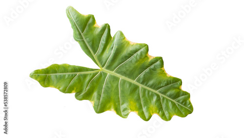 green leaves in the garden