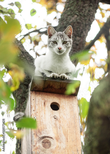 фотографія The lurking cat on the birdhouse wait for its bird prey.