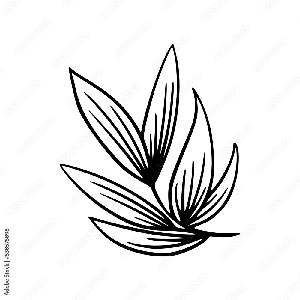 Flower Botanical Floral Detail Outline Illustration Flower Botanical Floral Detail Outline Illustration