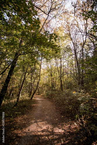 Autumn. Colorful leaves on the trees in the park. Selective focus.