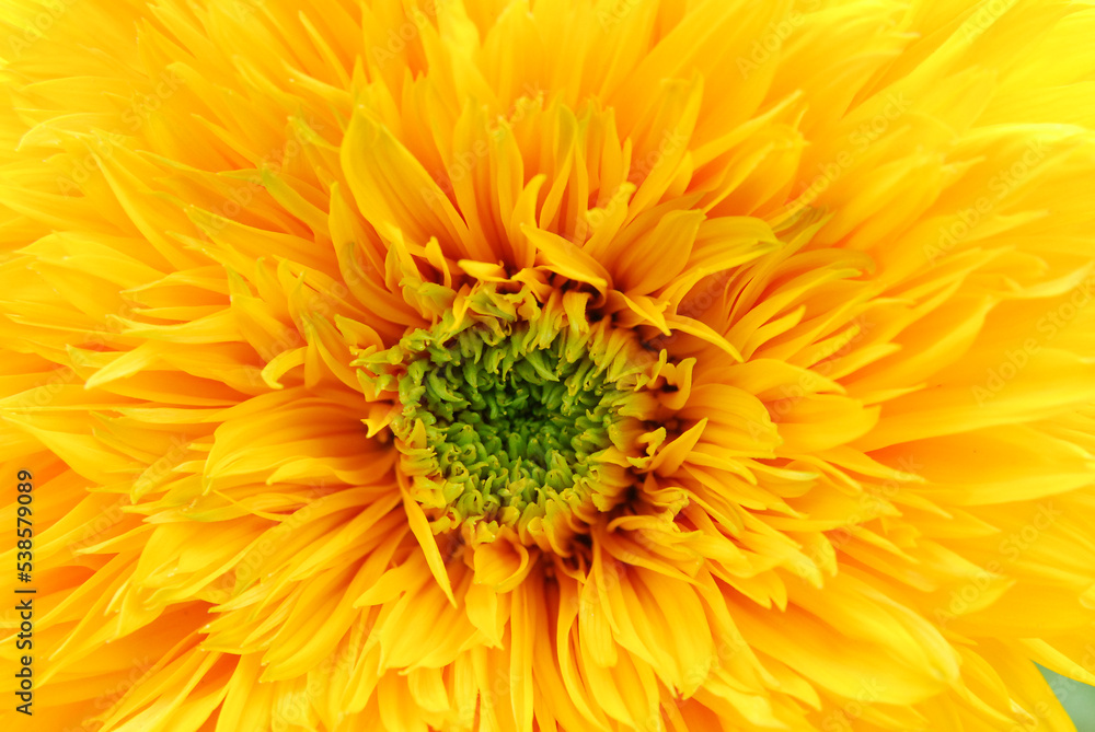 close up of yellow flower