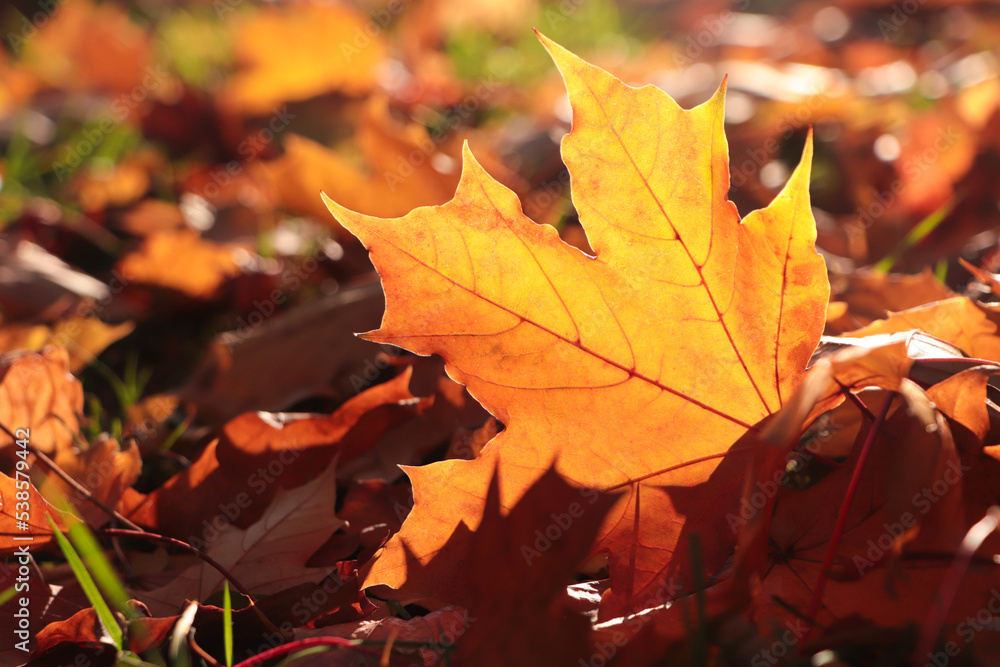 Pile of beautiful fallen leaves outdoors on sunny autumn day, closeup