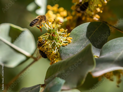 European dark bee, a honey bee sub-species Apis mellifera. Western honey bee pollinating carob tree flower. Decline of bees due to climate change.