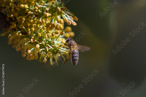 European dark bee, a honey bee sub-species Apis mellifera. Western honey bee pollinating carob tree flower. Decline of bees due to climate change.