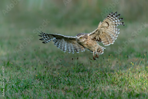 Burrowing owl (Athene cunicularia) in flight at sunrise. With Wings Spread. Green summer background. 