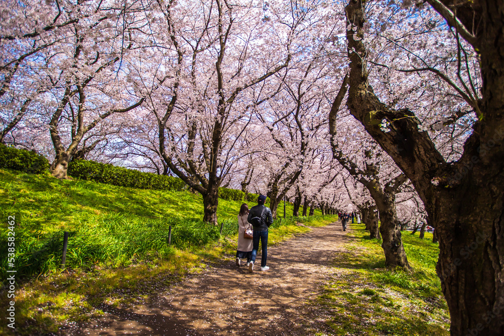 埼玉県　幸手権現堂桜堤・満開の桜と菜の花畑
