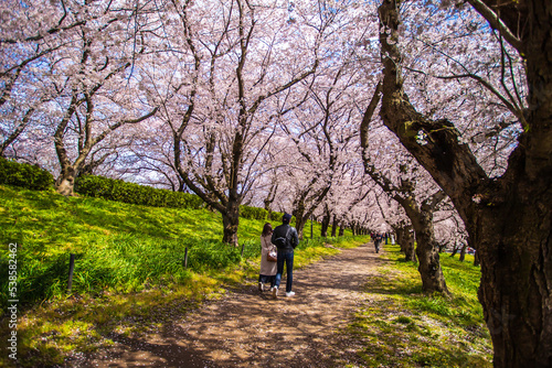 埼玉県 幸手権現堂桜堤・満開の桜と菜の花畑 