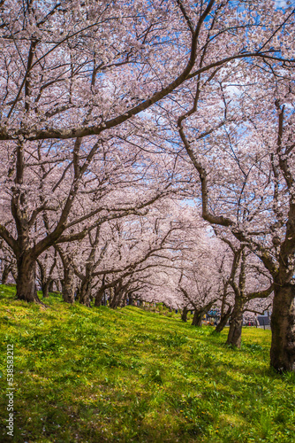 埼玉県 幸手権現堂桜堤・満開の桜と菜の花畑 