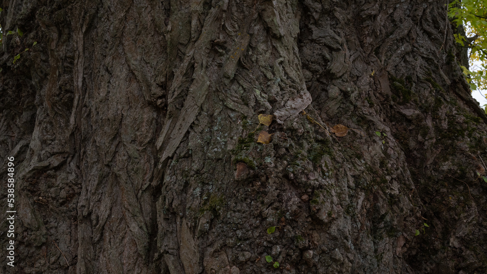 bark of a tree bark of a tree