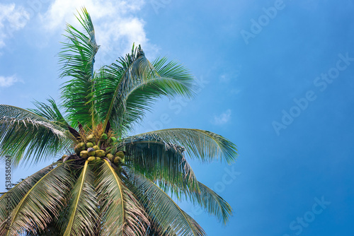 Green top of a palm tree with coconuts against a blue sky, copy space. Travel and tourism © Natalia