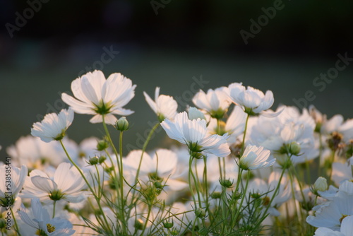 White Pastel flower floral soft nature blossom blurred background. White flowers romance botanical bloom spring season. Soft sunlight petals plant in beautiful garden. Romantic Backdrop template