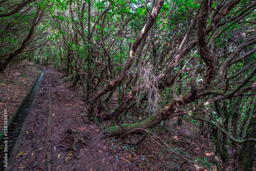 Levada do Ribera del Janela, in Madeira Levada do Ribera del Janela, in Madeira