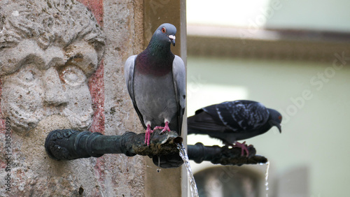 dove, pigeon sits at the well