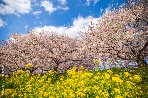 埼玉県 幸手権現堂桜堤・満開の桜と菜の花畑 