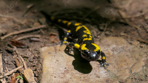 A salamander on the way, excursions in the forest