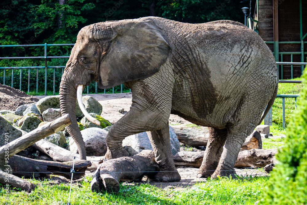 Fototapeta premium elephant in the zoo