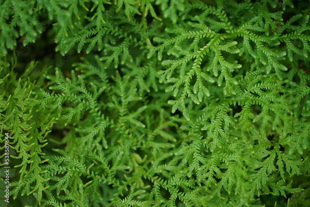 Lush green moss. Close-up. Green moss background. There is space for designing web banners. Wide. Panorama. Nature. Lush green moss. Close-up. Green moss background. There is space for designing web banners. Wide. Panorama. Nature.