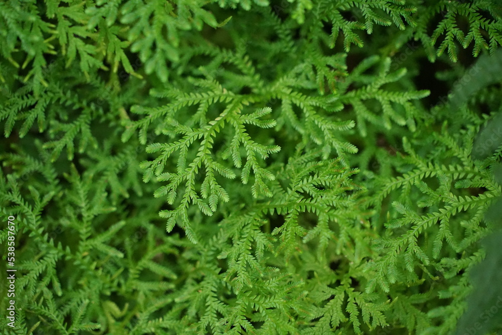 Lush green moss. Close-up. Green moss background. There is space for designing web banners. Wide. Panorama. Nature.