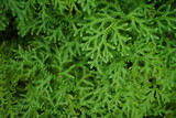 Lush green moss. Close-up. Green moss background. There is space for designing web banners. Wide. Panorama. Nature.
