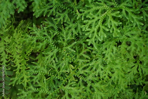 Lush green moss. Close-up. Green moss background. There is space for designing web banners. Wide. Panorama. Nature.