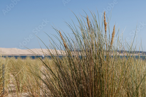 Close up on plants growing in the sand of a dune in front of the sea. Location is Cap Ferret