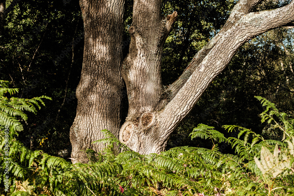 Obraz premium Oak tree branch shining in morning light