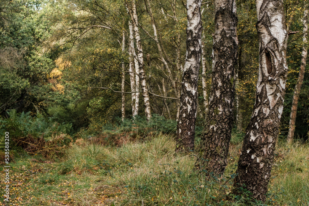 Obraz premium Sliver Birch