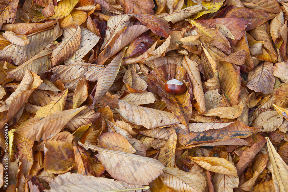 Leaves of the horse chestnut tree on the ground at fall. Focus on chestnut.