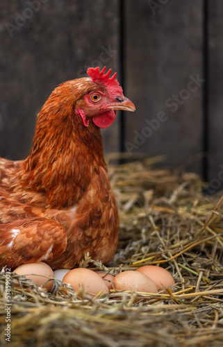 hen laying eggs in hay inside a chicken coop