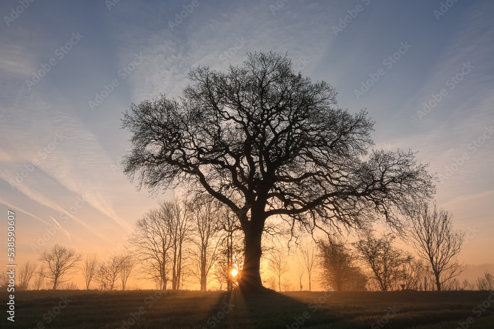 Fototapeta premium tree in the sunset