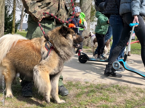 group of dogs
