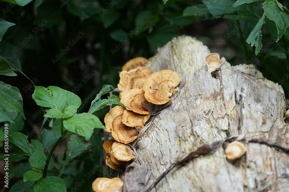 mushrooms on tree trunk mushrooms are similar to Lingzhi lucidum on the logs.
