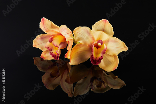 Cymbidium orchid flower on black glass background with reflection
