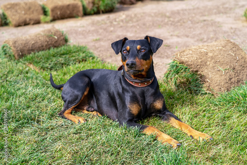 German pinscher dog is lying on green grass near ground prepared for laying lawn next to the turf rolls in the backyard of the cottage