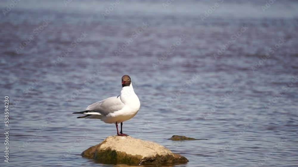 Bird on the sea isolated on water background. Footage. Seagull on a lonely stone on the sea coast. Bird on the sea isolated on water background. Footage. Seagull on a lonely stone on the sea coast.