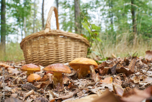 essbare Gold-Röhrlinge, Suillus grevillei und ein Korb zum sammeln im Herbst im Wald