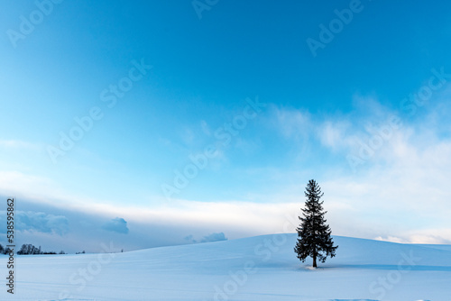 冬のクリスマスツリーの木 北海道美瑛町の観光イメージ
