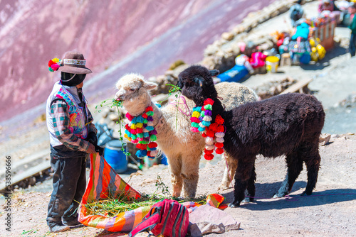 portrait of dressed alpacas at vinicunca mountain, peru photo