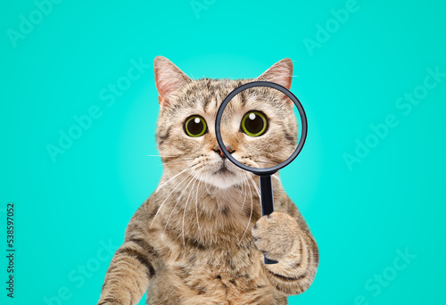 Portrait of a funny curious cat scottish straight looking through a magnifying glass on a blue background