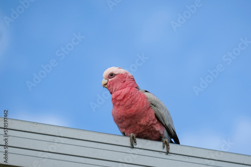 A Pink and Grey Galahs sitting on a tin roof gutter photo