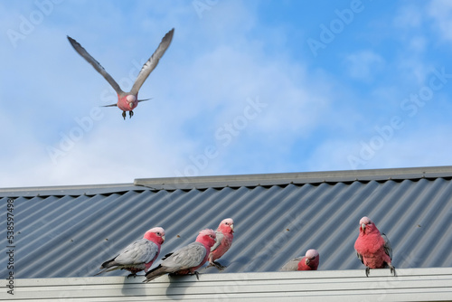 A group of Pink and Grey Galahs sitting on a tin roof and one flying towards the group photo